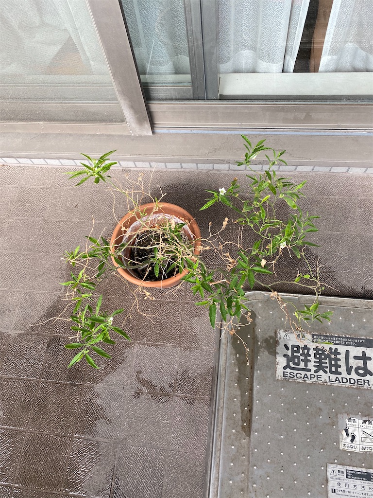 f:id:xiahxx:20210506122344j:image f:id:xiahxx:20210506122344j:image