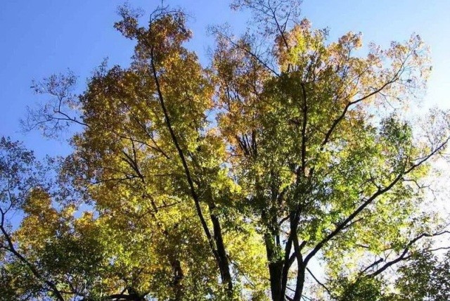 f:id:xian_golden_bridge:20091020232741j:image