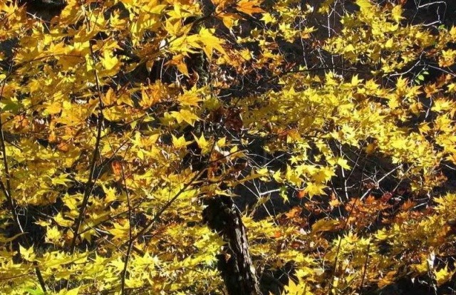 f:id:xian_golden_bridge:20091020232928j:image