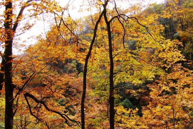f:id:xian_golden_bridge:20091028003923j:image
