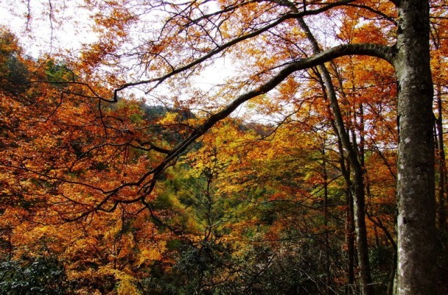 f:id:xian_golden_bridge:20091028003928j:image