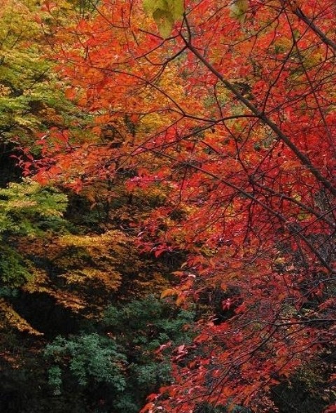 f:id:xian_golden_bridge:20091028004009j:image