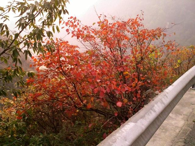 f:id:xian_golden_bridge:20091029145130j:image