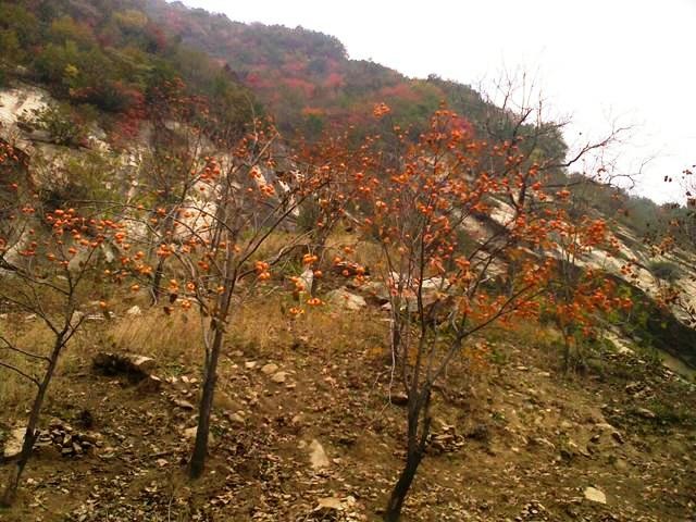 f:id:xian_golden_bridge:20091029152836j:image