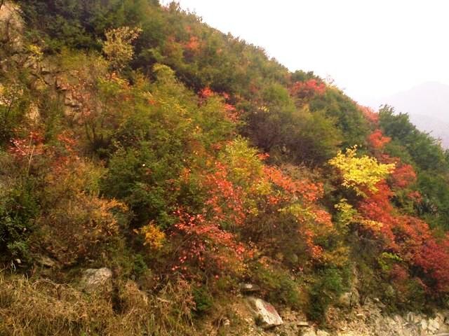 f:id:xian_golden_bridge:20091029153152j:image