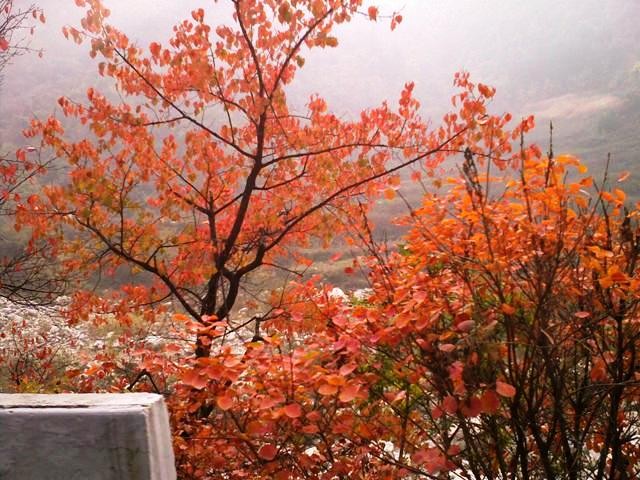 f:id:xian_golden_bridge:20091029153231j:image
