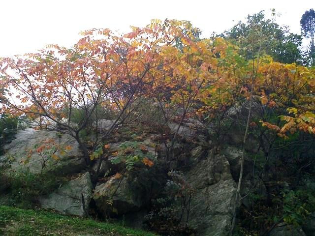 f:id:xian_golden_bridge:20091029161604j:image