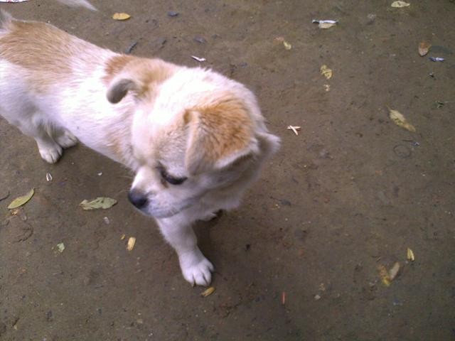 f:id:xian_golden_bridge:20091031131555j:image