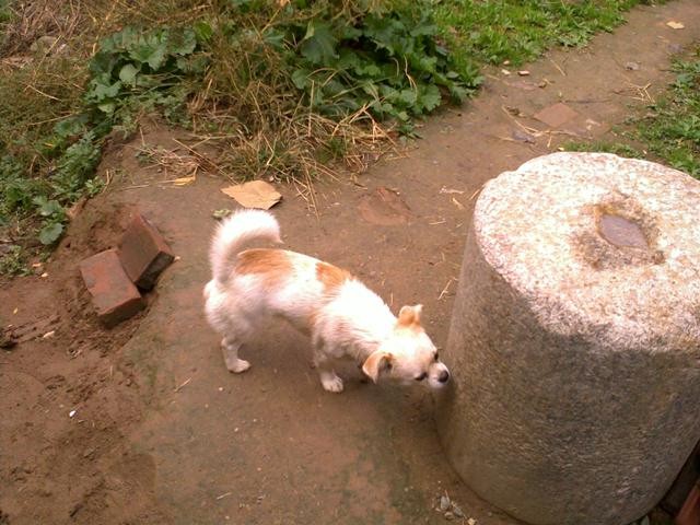 f:id:xian_golden_bridge:20091031132239j:image