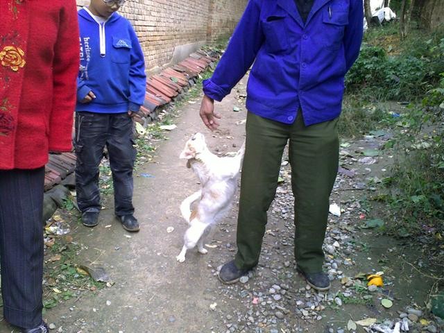 f:id:xian_golden_bridge:20091031132245j:image