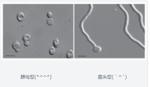 f:id:xiang-salon:20200428173625p:plain f:id:xiang-salon:20200428173625p:plain