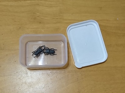 f:id:xiaocaiaya:20190516143653j:plain