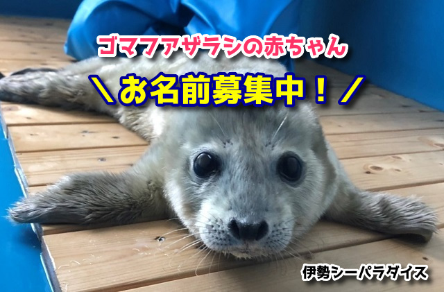 f:id:xiaocaiaya:20190717105618j:plain f:id:xiaocaiaya:20190717105618j:plain