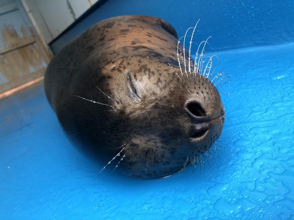 f:id:xiaocaiaya:20190717112936j:plain f:id:xiaocaiaya:20190717112936j:plain