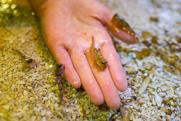 f:id:xiaocaiaya:20190717114818j:plain f:id:xiaocaiaya:20190717114818j:plain