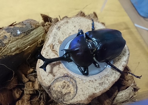 f:id:xiaocaiaya:20190828145250j:plain f:id:xiaocaiaya:20190828145250j:plain