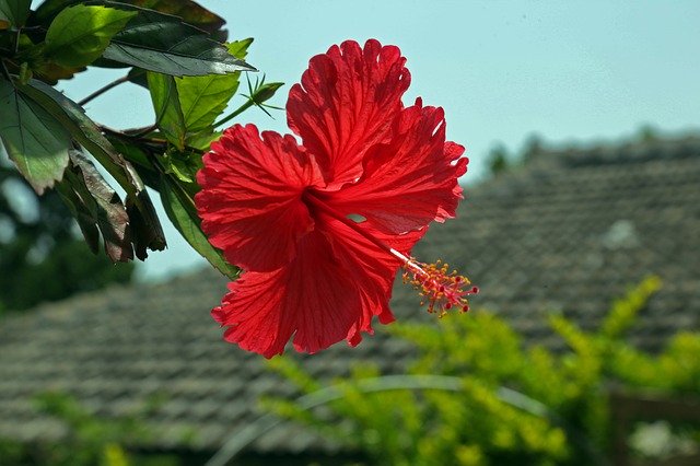 f:id:xiaocaiaya:20200131152026j:plain