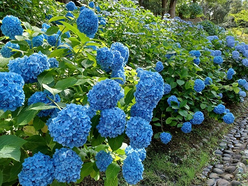 f:id:xiaocaiaya:20210708110100j:plain