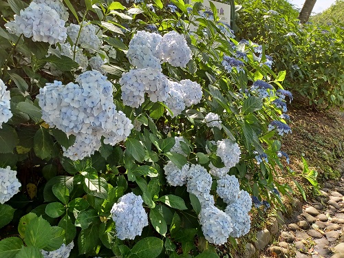 f:id:xiaocaiaya:20210708110117j:plain