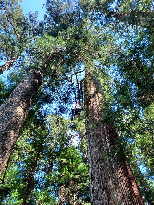 f:id:xiaocaiaya:20210929144509j:plain