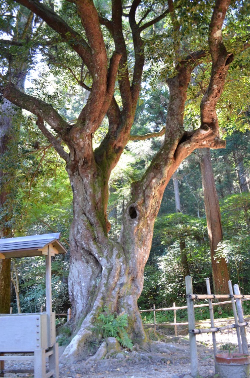 f:id:xiaocaiaya:20210929144927j:plain