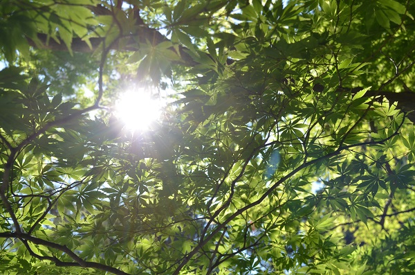 f:id:xiaocaiaya:20210929144952j:plain