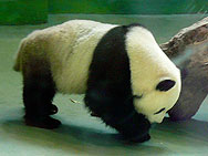 f:id:xiaogang:20090628194447j:image
