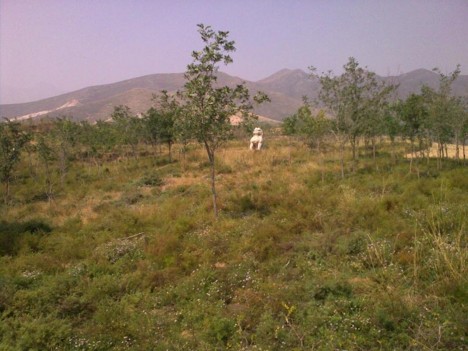f:id:xiaojun:20091015232045j:image