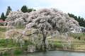 芳水の桜