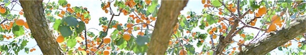 f:id:xing-lin:20201231120137j:image