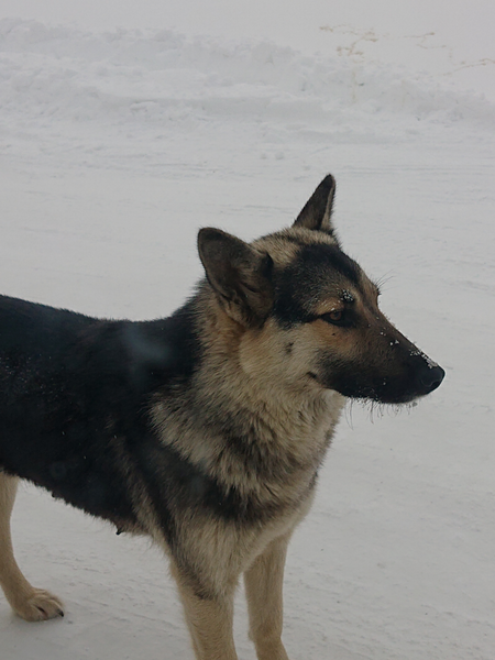 f:id:xingtsi:20200302122212p:plain