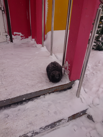 f:id:xingtsi:20200311132501p:plain