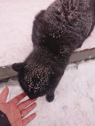 f:id:xingtsi:20200311132504p:plain