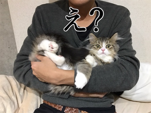 f:id:xioz:20170227111243j:image f:id:xioz:20170227111243j:image