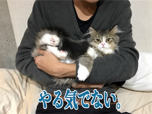 f:id:xioz:20170227111257j:image f:id:xioz:20170227111257j:image