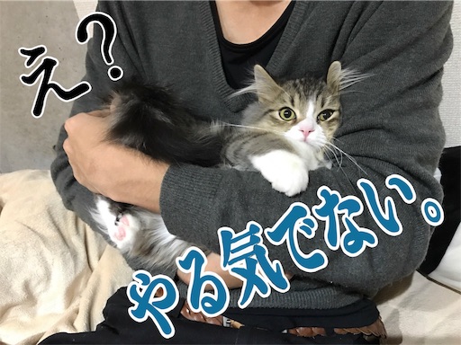 f:id:xioz:20170227111333j:image f:id:xioz:20170227111333j:image