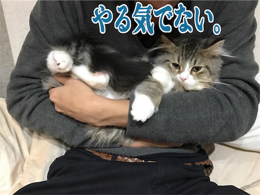 f:id:xioz:20170227111356j:image f:id:xioz:20170227111356j:image