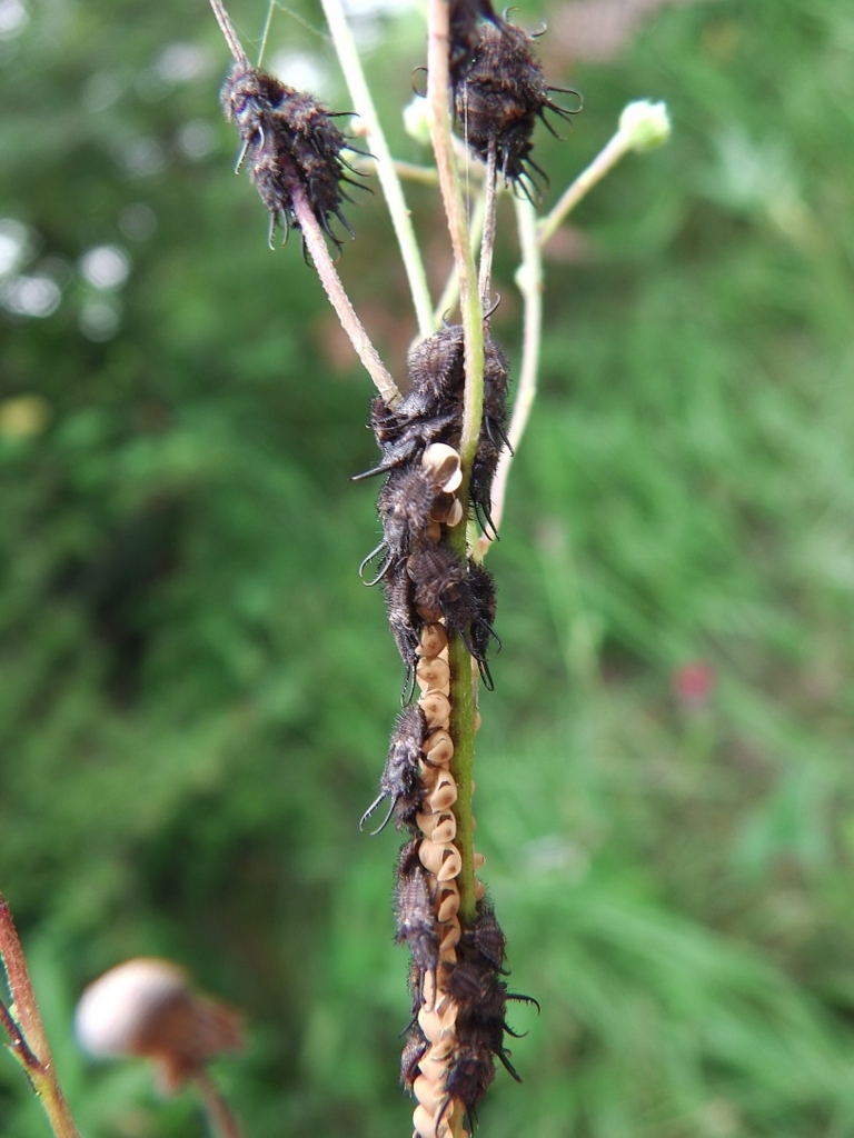 f:id:xjino:20180204124858j:plain f:id:xjino:20180204124858j:plain