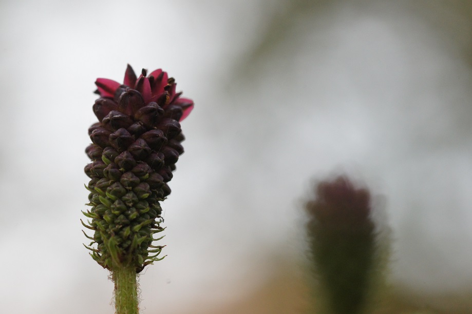 f:id:xjino:20180204124903j:plain f:id:xjino:20180204124903j:plain