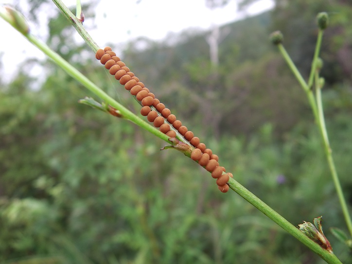 f:id:xjino:20180204124914j:plain f:id:xjino:20180204124914j:plain