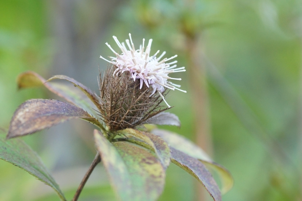 f:id:xjino:20180204124929j:plain f:id:xjino:20180204124929j:plain