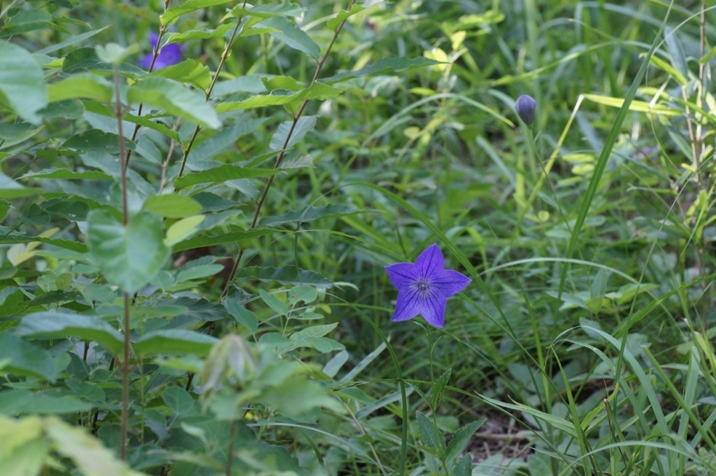 f:id:xjino:20180204124956j:plain f:id:xjino:20180204124956j:plain