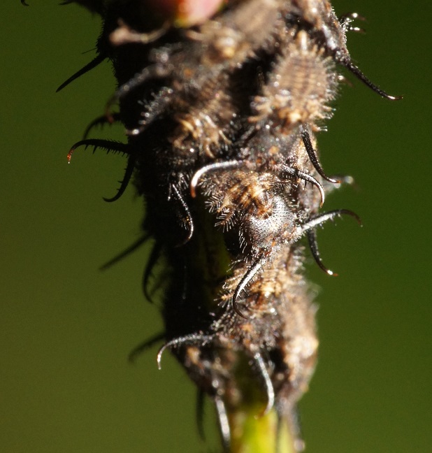 f:id:xjino:20180204125003j:plain f:id:xjino:20180204125003j:plain