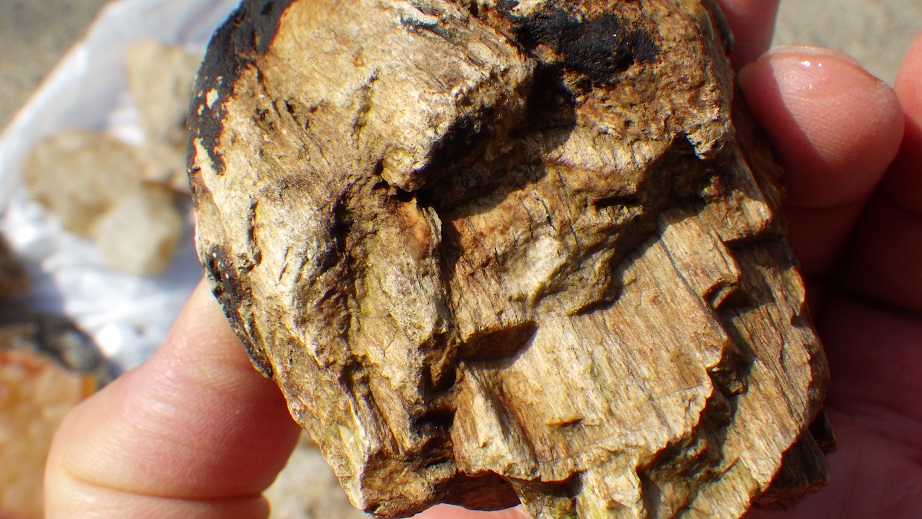 玉川でメノウと珪化木を拾う - ジノ。