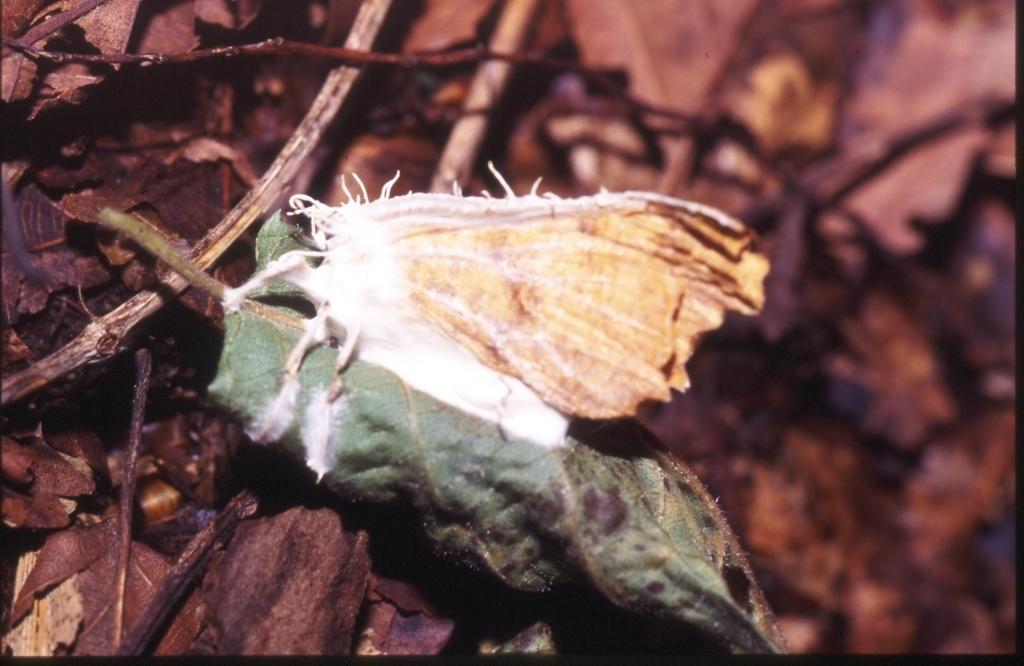 ノエビア 冬虫夏草  アボカド NOEVIR ノエビア チベット冬虫夏草 30包 : 美彩 - 通販 - Yahoo
