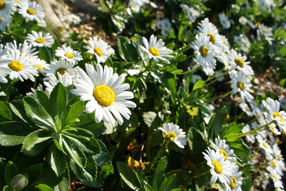 ハマギクとツワブキと 高戸小浜の海の風 - ジノ。