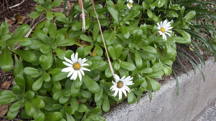 f:id:xjino:20191230235655j:plain f:id:xjino:20191230235655j:plain