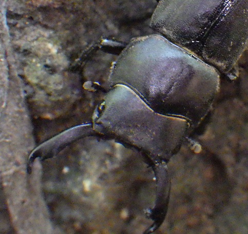 いい年こいてクワガタ探しに精を出す ジノ