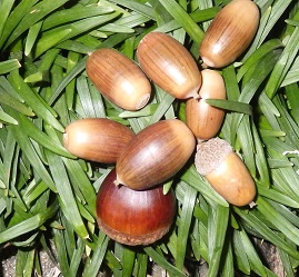 f:id:xjino:20201103200423j:plain