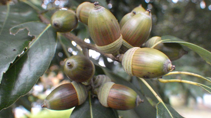 f:id:xjino:20201103200507j:plain